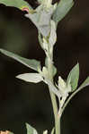 Lambsquarters